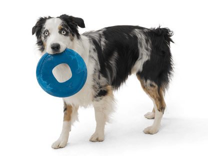 Sailz® Flying Disc Dog Toy - Happy Hounds Pet Supply
