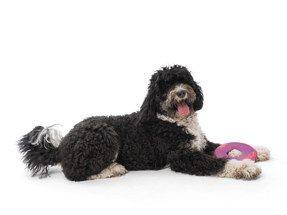 Sailz® Flying Disc Dog Toy - Happy Hounds Pet Supply