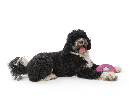 Sailz® Flying Disc Dog Toy - Happy Hounds Pet Supply