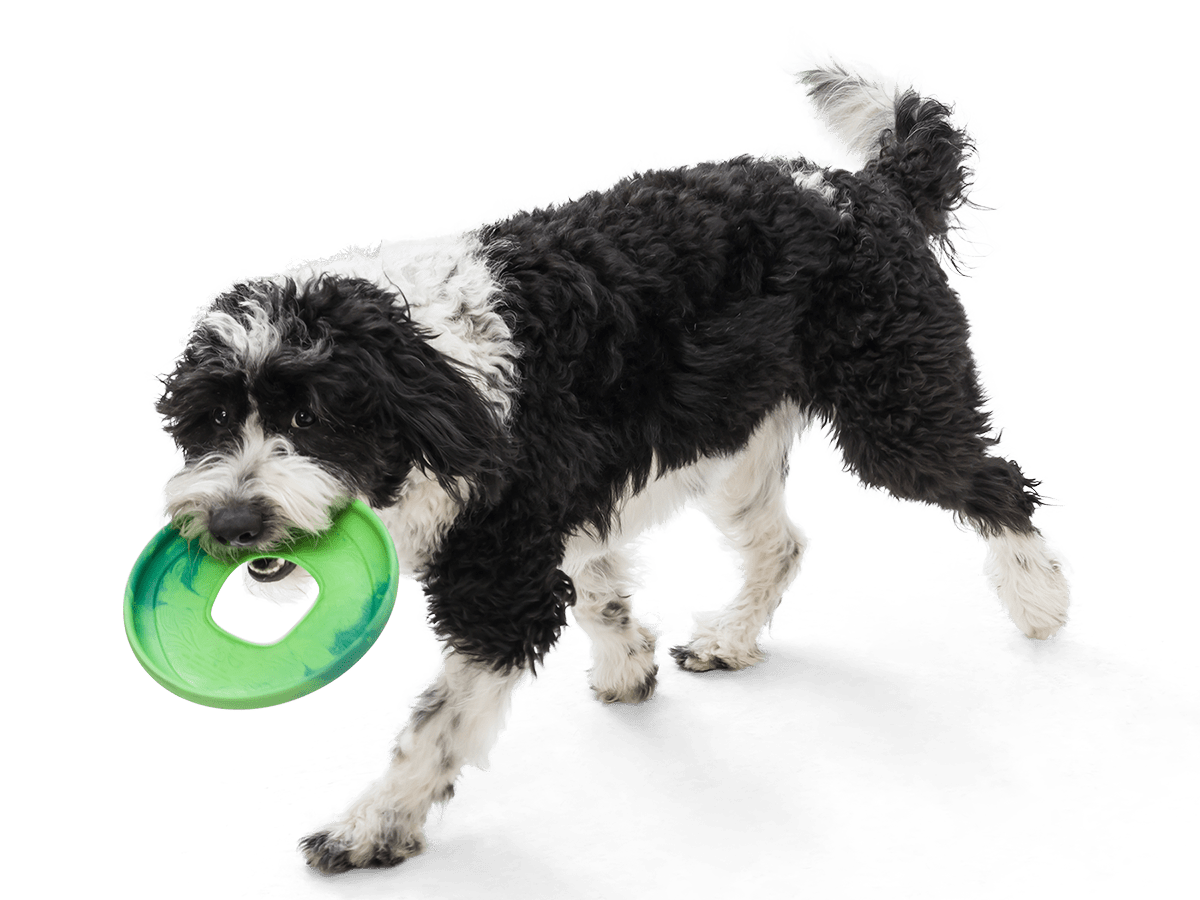Sailz® Flying Disc Dog Toy - Happy Hounds Pet Supply