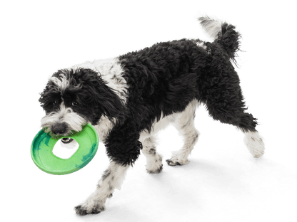 Sailz® Flying Disc Dog Toy - Happy Hounds Pet Supply