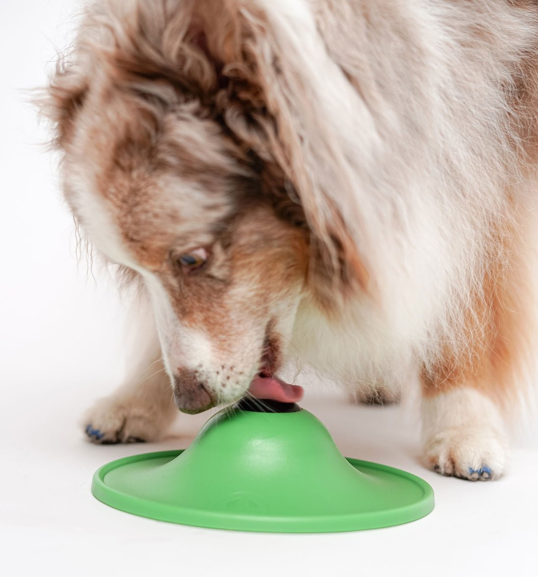 Stashios Soothing Saucer - Happy Hounds Pet Supply