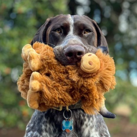 Tall Tails Plush Toys - Happy Hounds Pet Supply