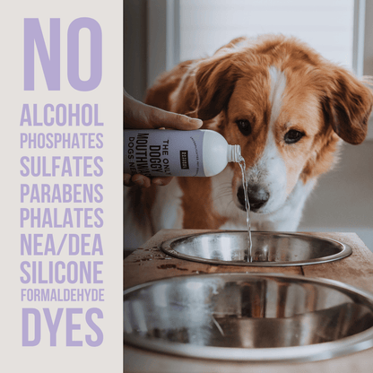 The Only Doggy Mouthwash Dogs Need - Happy Hounds Pet Supply