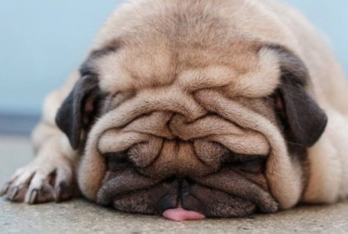 Pug laying with tongue sticking out