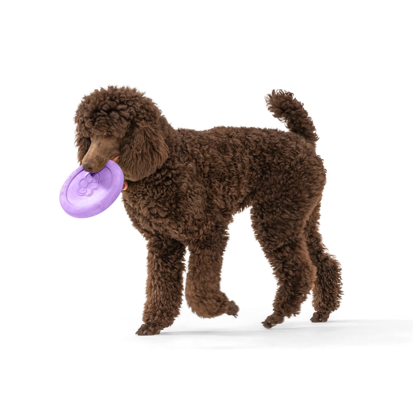 West Paw - Zisc® Flying Disc Fetch Dog Toy - Happy Hounds Pet Supply