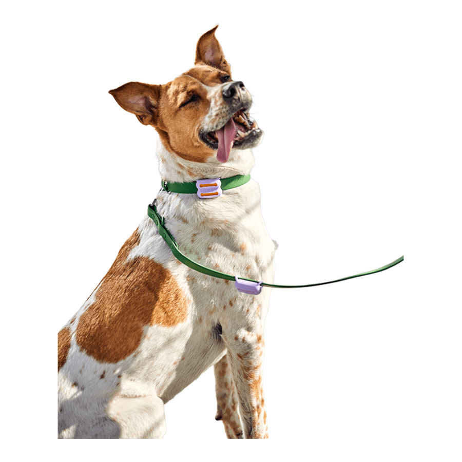 Woof Poomergency Starter Kit and Refills - Happy Hounds Pet Supply