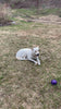 Video of lab husky mix chewing on a large beef tendon