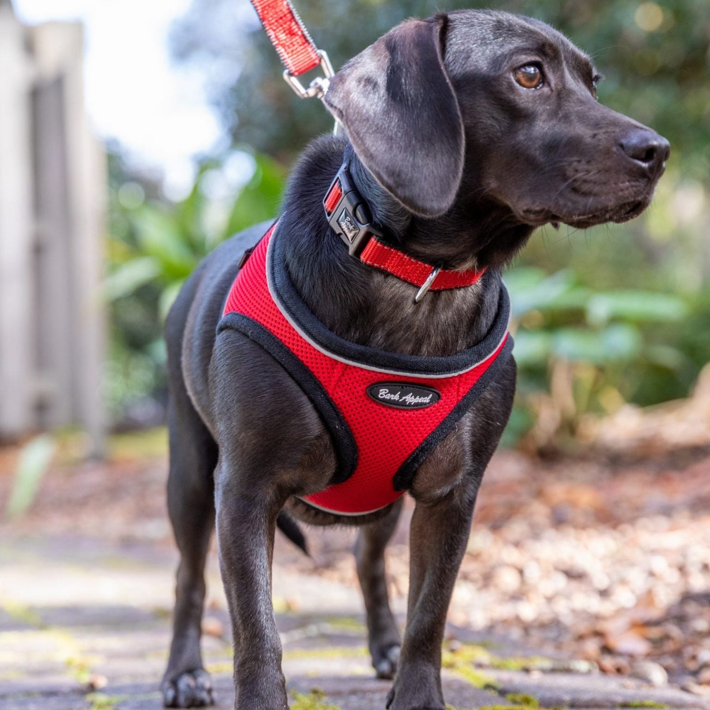 Bark Appeal Mesh Step-In Harness