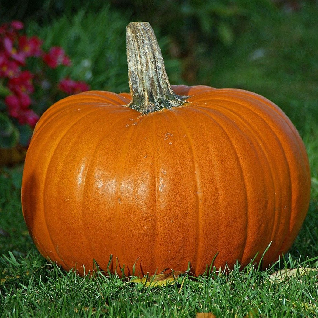 Bisou's Bistro - Ice Creams Pumpkin