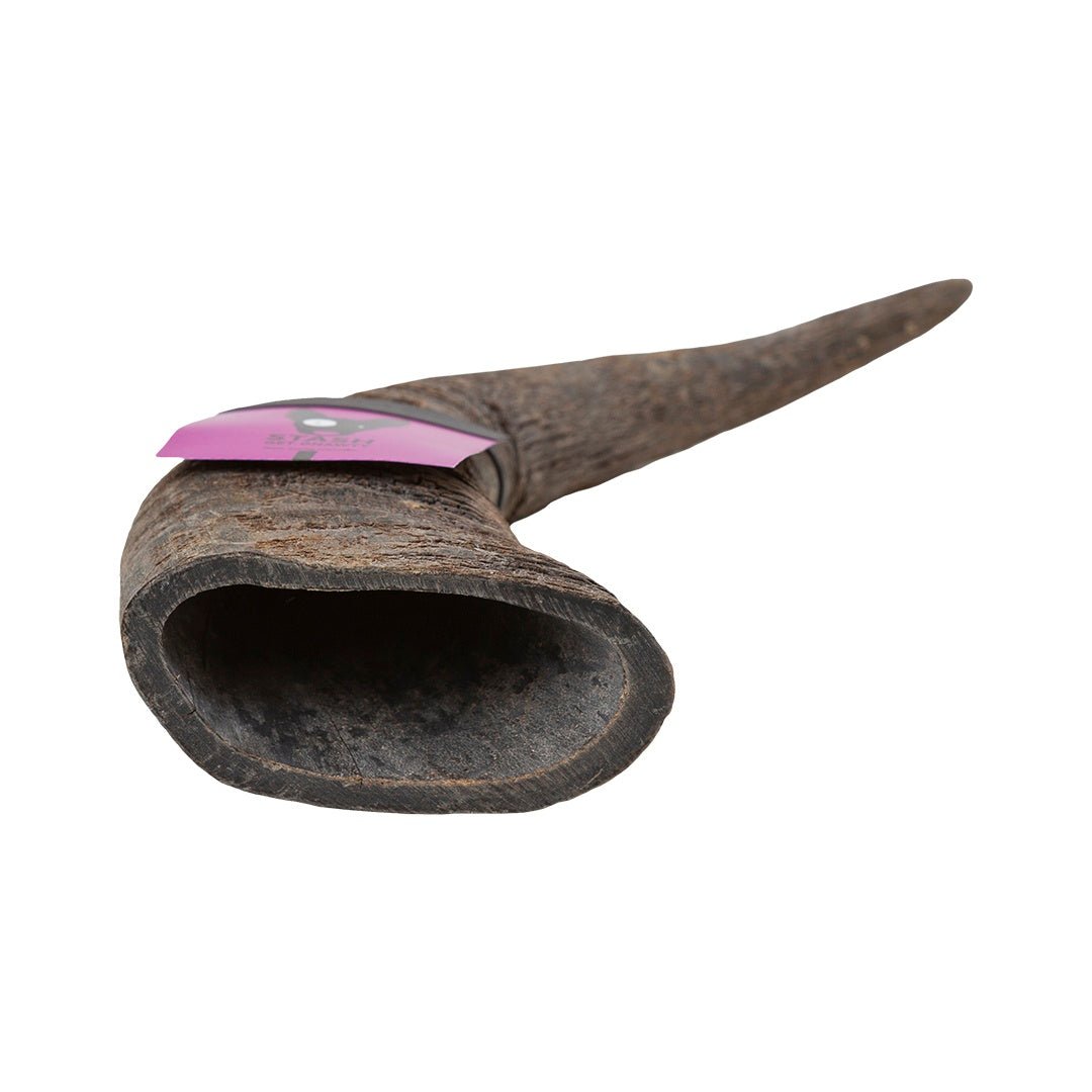 Buba Chews Water Buffalo Horn
