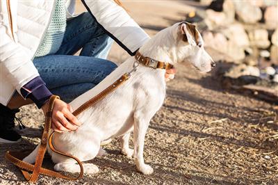 Euro Dog Leather Leashes Bark Brown Traditional Leather