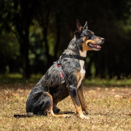 Blue shop heeler harness