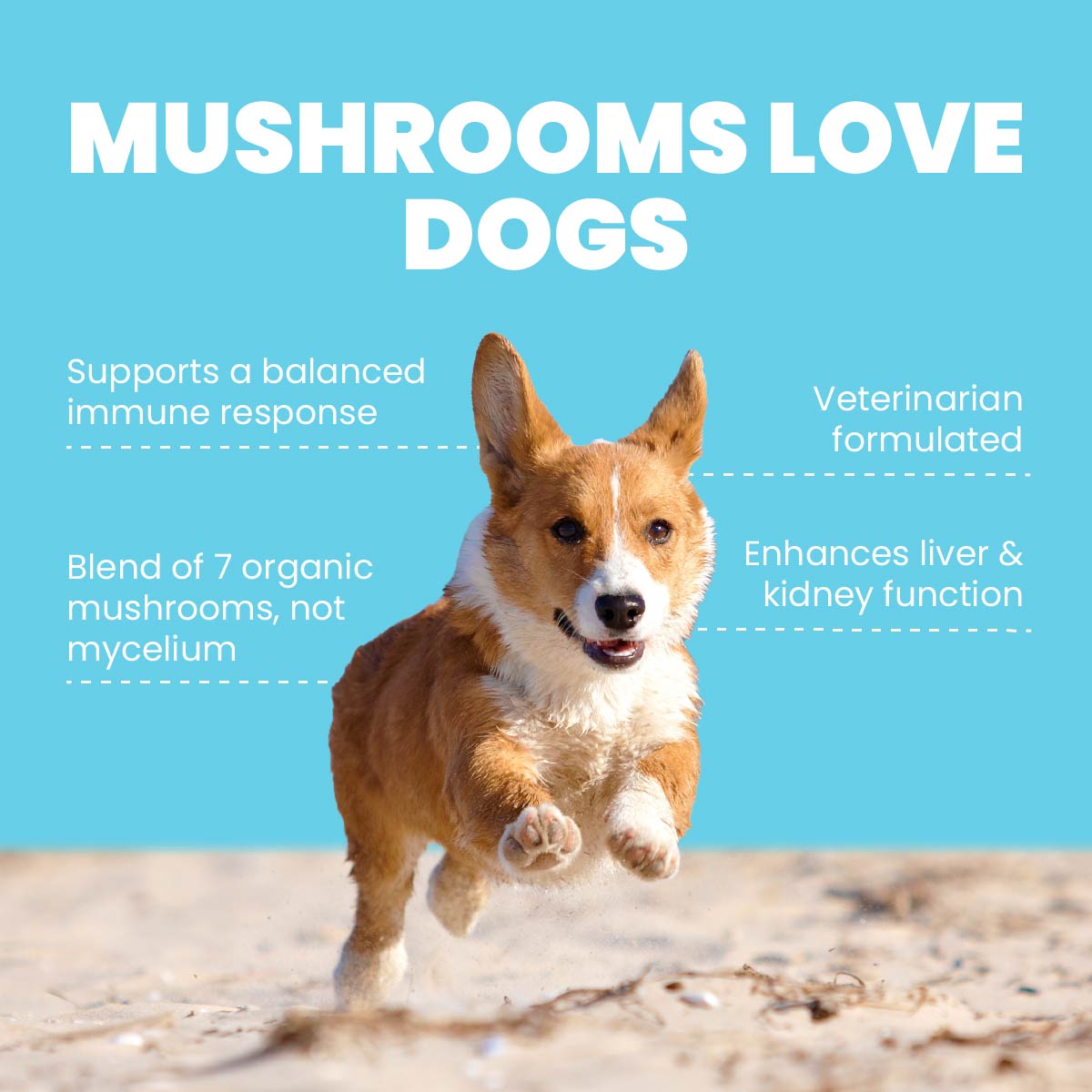 Four Leaf Rover Seven Shrooms Immunity Organic Mushroom Mix - Happy Hounds Pet Supply