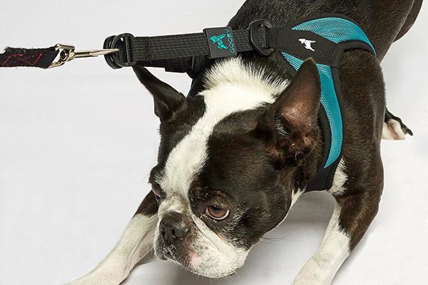 Gooby Escape Free Sport Harness Black