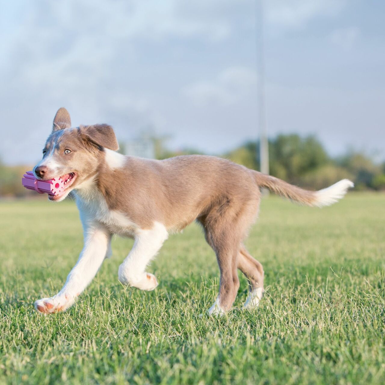 Kong Puppy Teething Stick Small