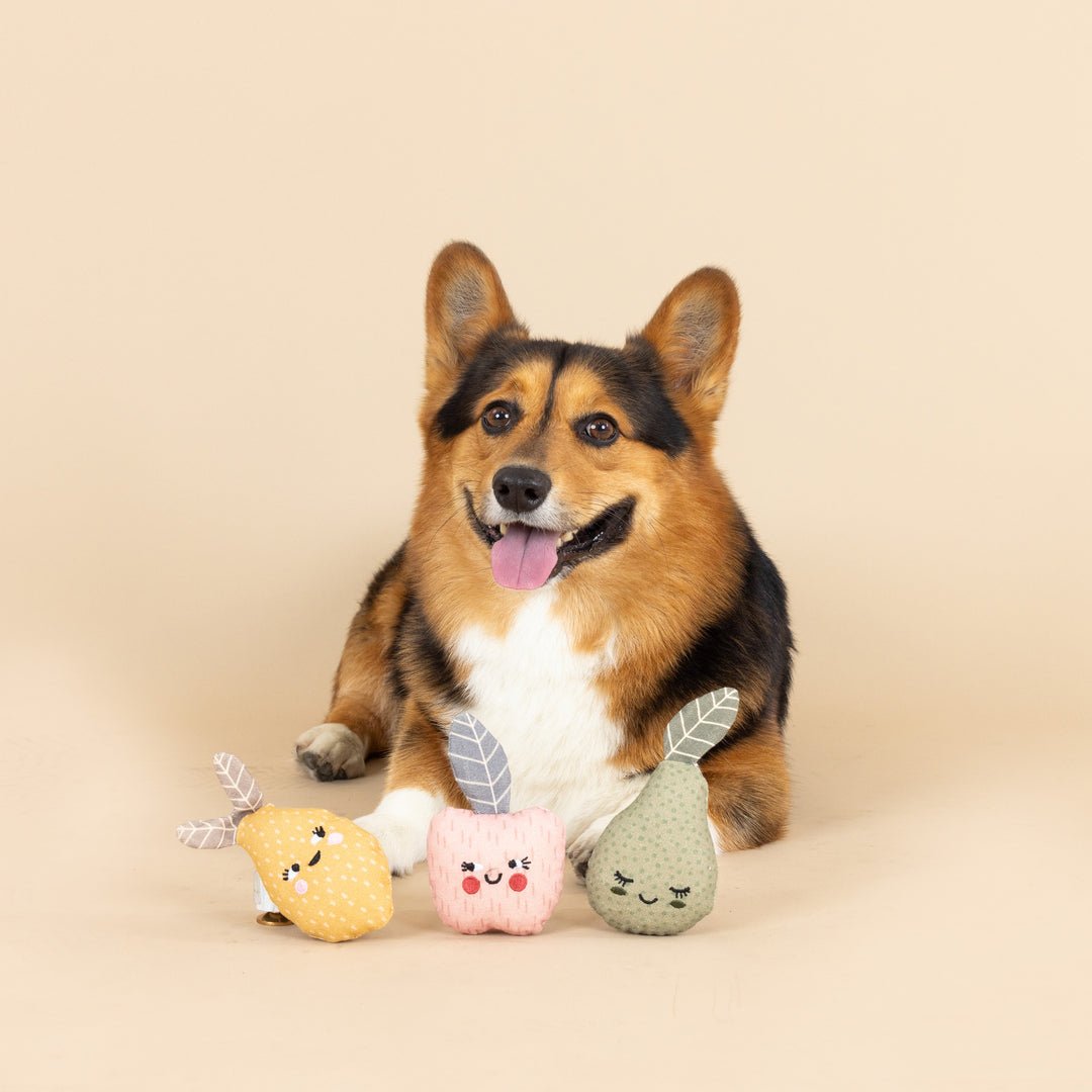 Mini Canvas Dog Toys - Happy Hounds Pet Supply
