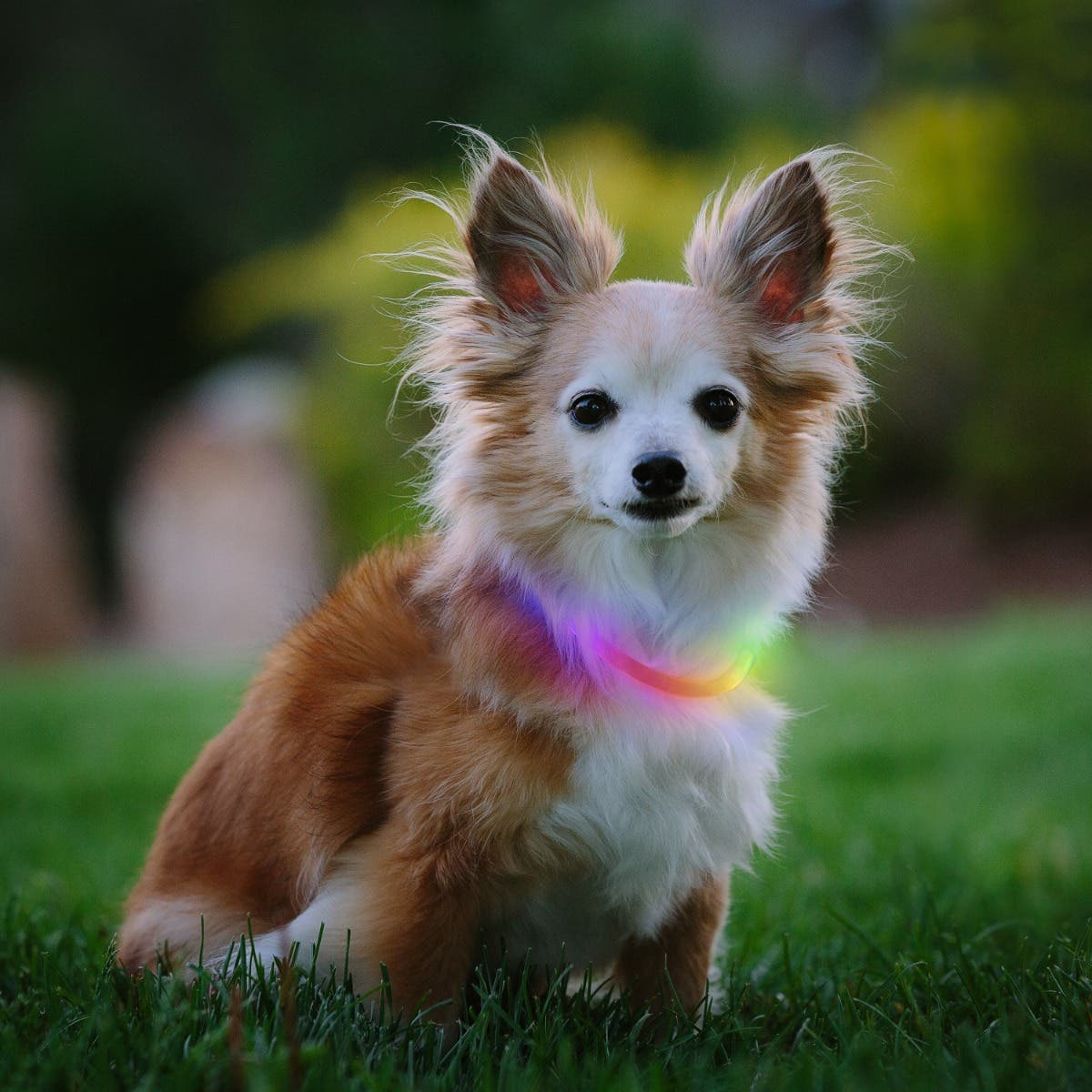 Nite Howl Rechargeable LED Safety Necklace Mini