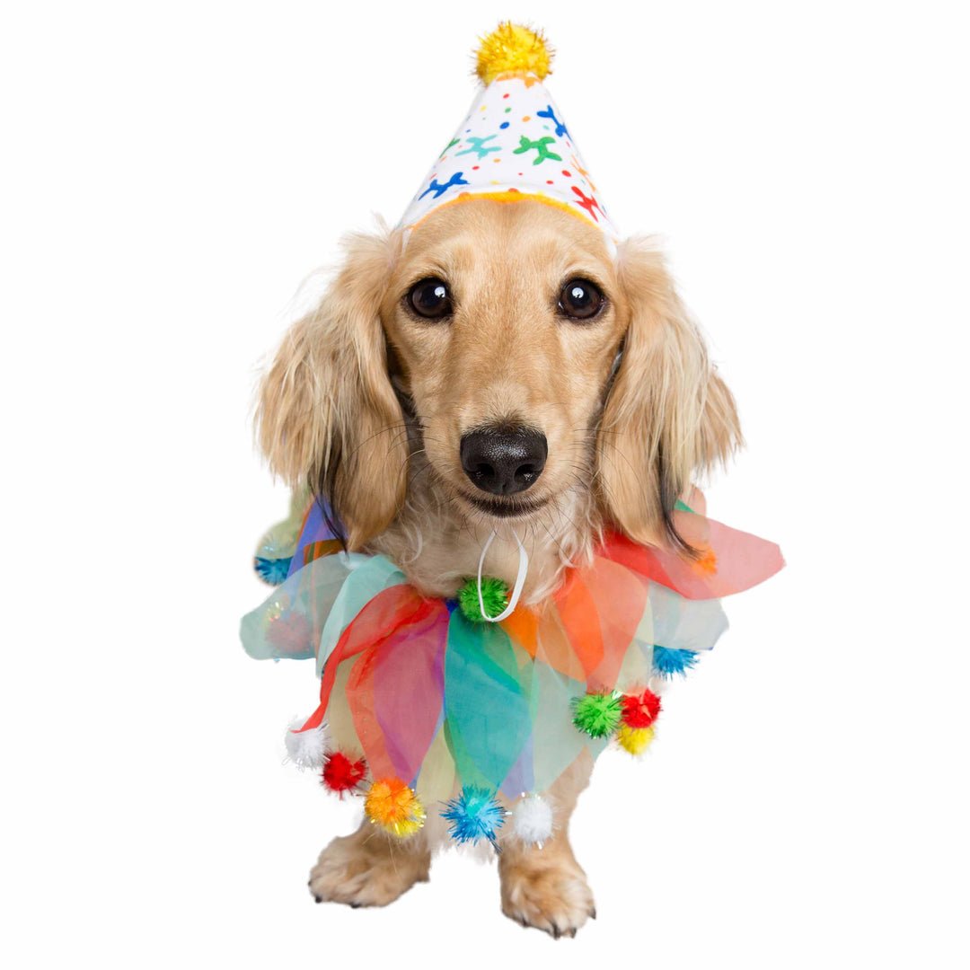 Pet Costumes Small/Medium Celebration Hat and Collar