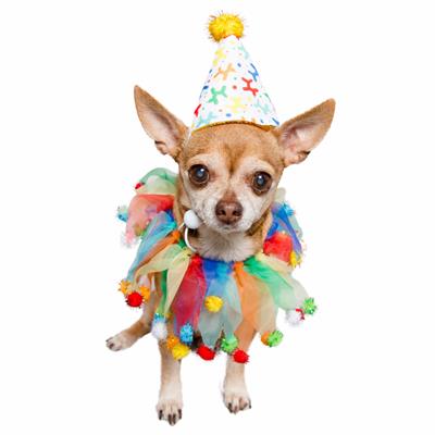 Pet Costumes Small/Medium Celebration Hat and Collar