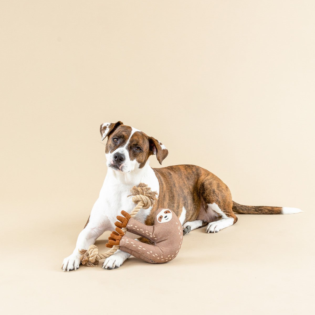 PETSHOP STAY COOL INTERACTIVE DOG TOYS – PetShop.fringestudio