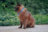 Red Dingo Cat Safety Collars