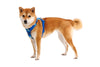 Ruffwear Front Range Harness - Happy Hounds Pet Supply