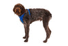 Ruffwear Front Range Harness - Happy Hounds Pet Supply