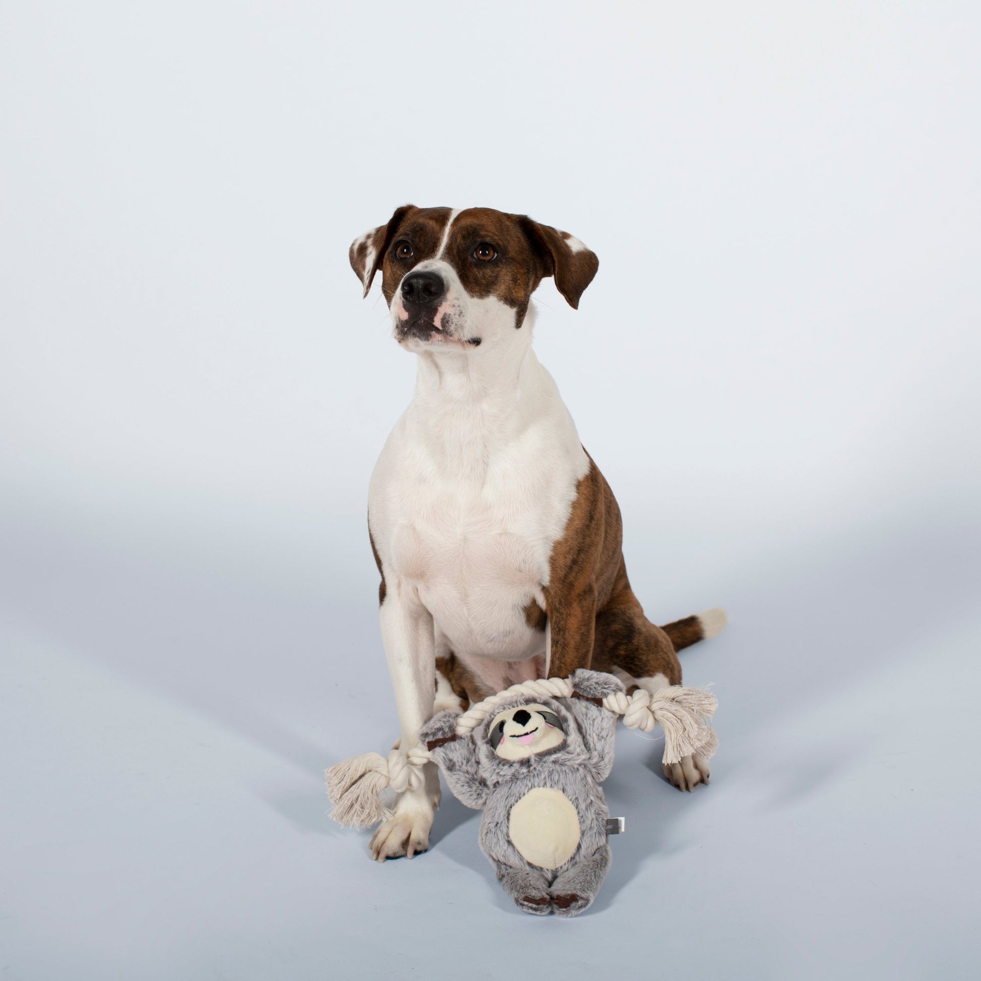 Sloth on A Rope Dog Toy - Happy Hounds Pet Supply