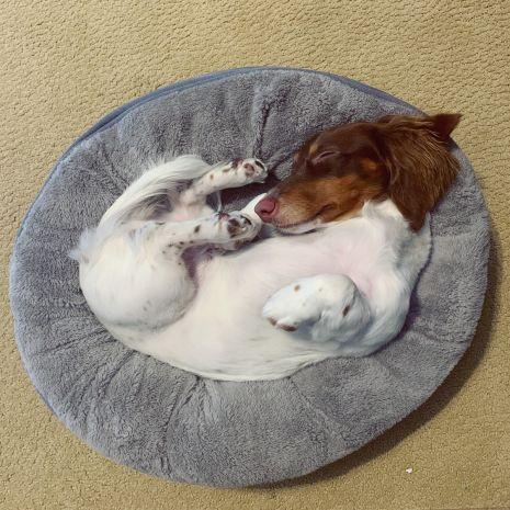 Tall Tails Donut Beds 18" x 18" x 7" Charcoal