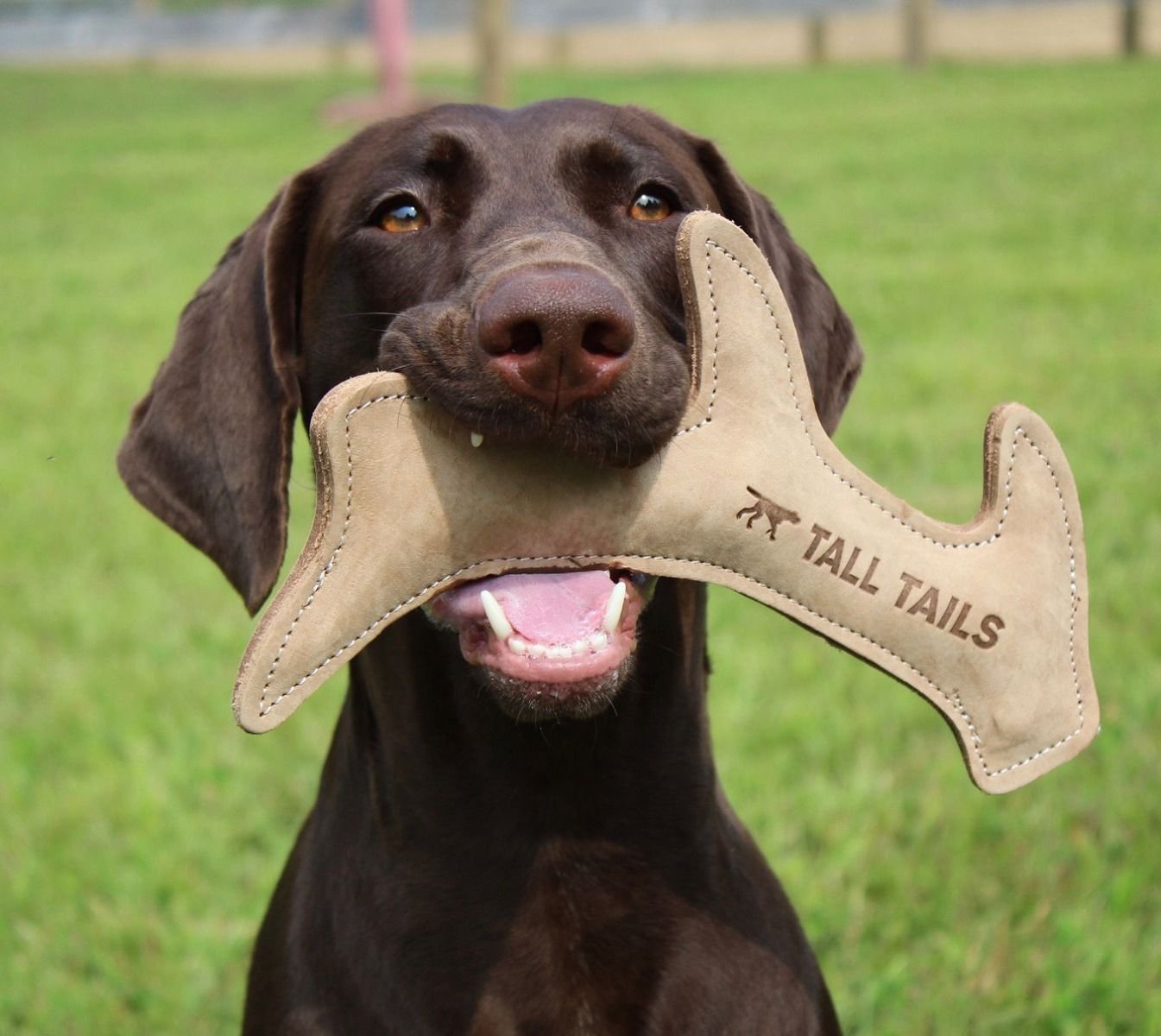 Tall Tails Leather Toys - Happy Hounds Pet Supply