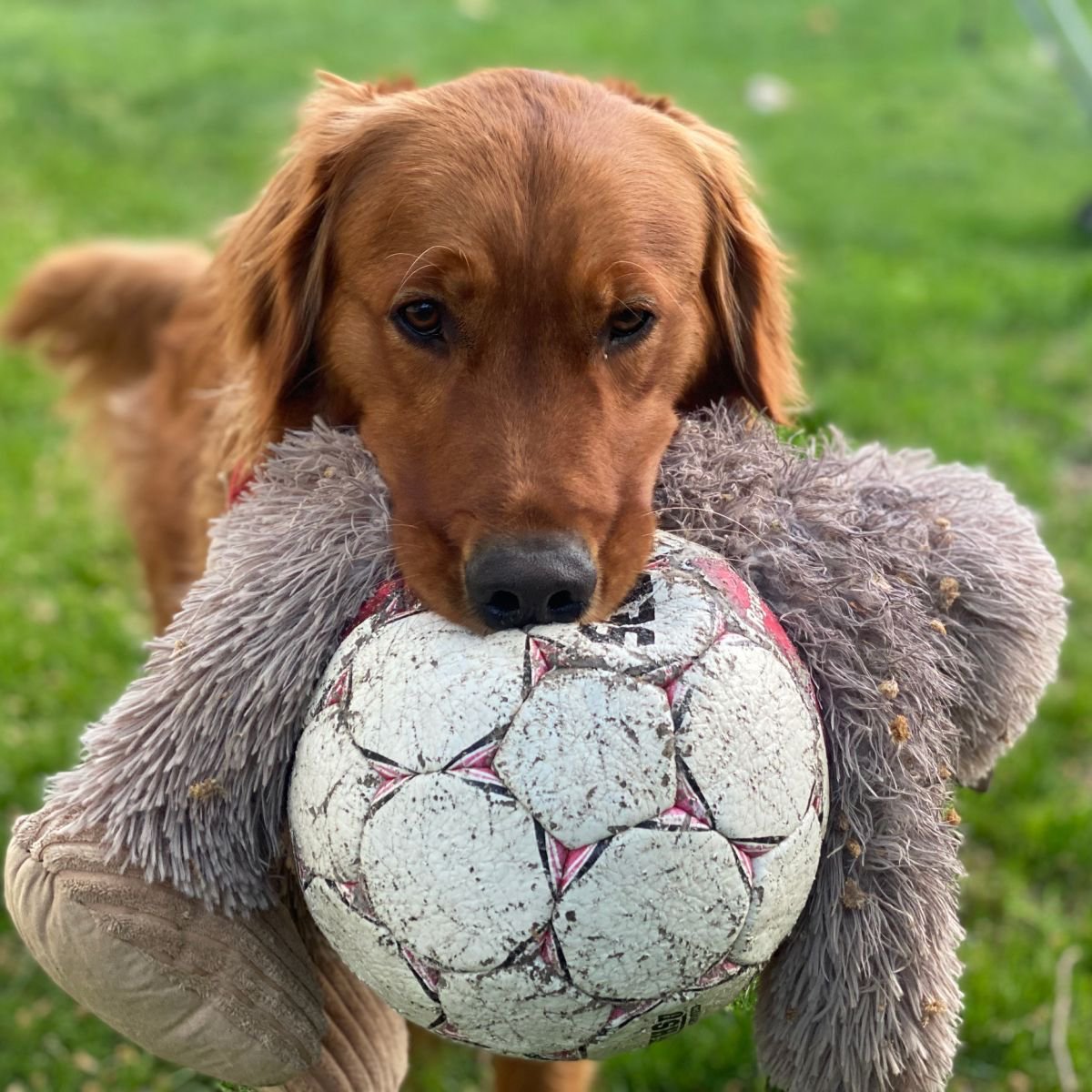 Tall Tails Plush Toys - Happy Hounds Pet Supply