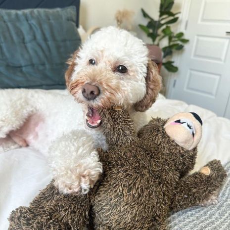 Dog chewing on a Tall Tails Rope Body Grizzly stuffed dog toy