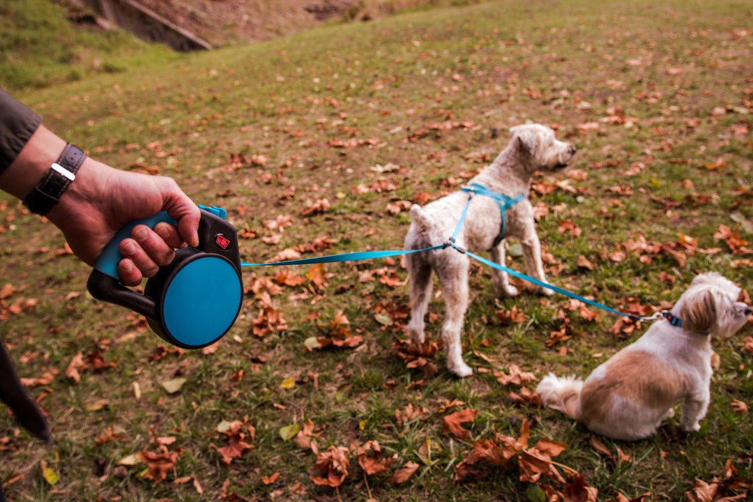 Wigzi Retractable Gel Leashes Dual Doggie Coupler Blue